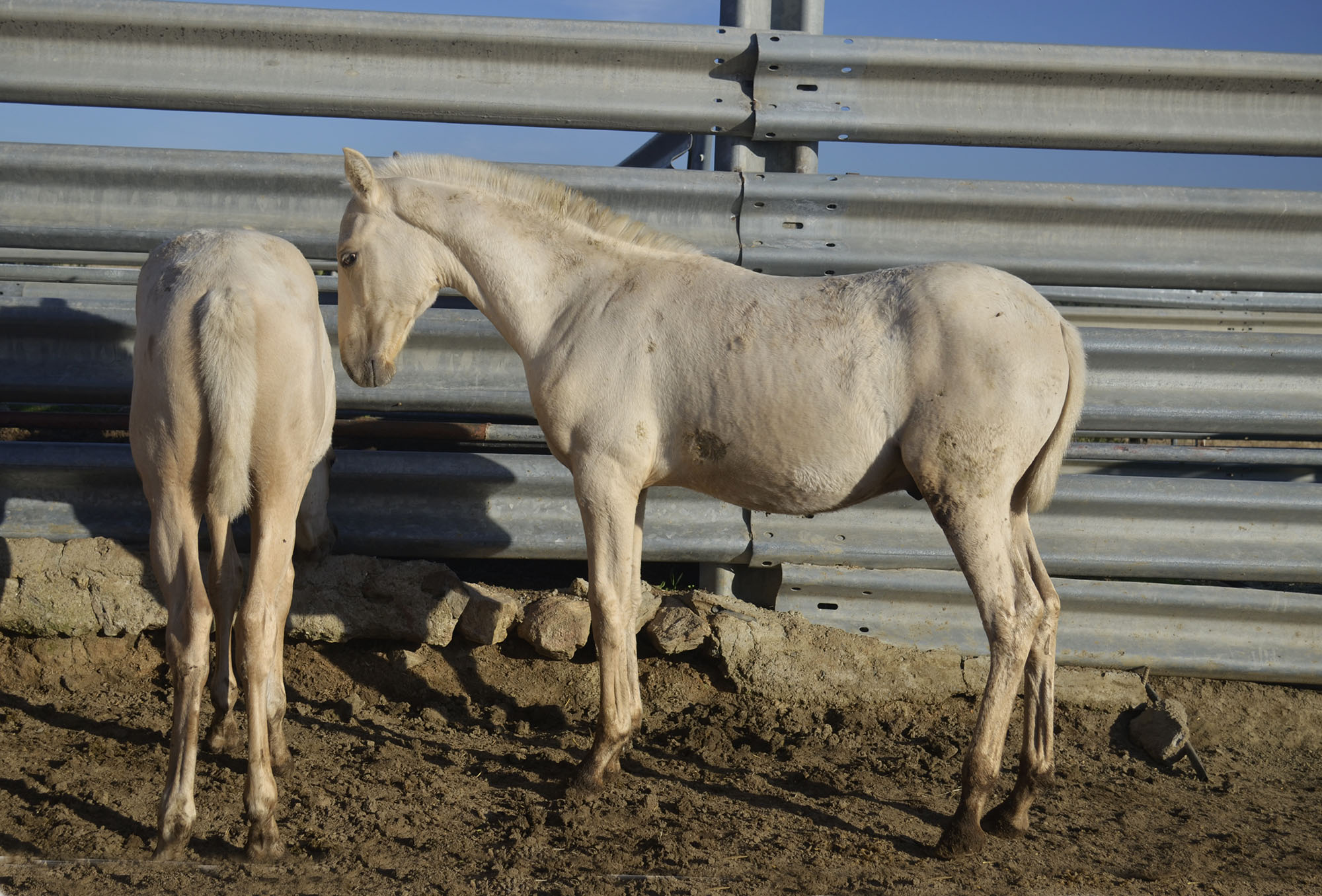 Caballo en Venta